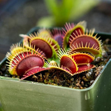 Flytrap Seed Bonsai