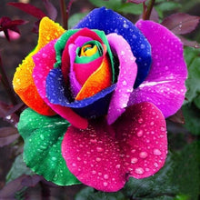 Load image into Gallery viewer, Colorful Rainbow Rose