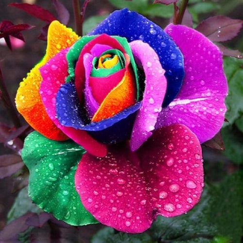 Colorful Rainbow Rose