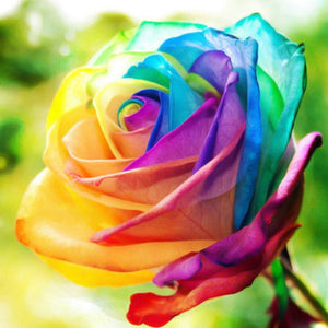 Colorful Rainbow Rose